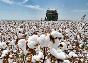 Neste cenário, a produtividade média deve fechar o ciclo em 3.811 kg/ha. A soja deverá representar 61% da produção baiana, seguida pelo milho (27%) e pelo algodão (8%). Foto: Abapa