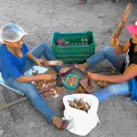 A PGPM-Bio garante preço mínimo para 17 produtos extrativistas que ajudam na conservação dos biomas brasileiros: açaí, andiroba, babaçu, baru, borracha extrativa, buriti, cacau extrativo, castanha-do-brasil, juçara, macaúba, mangaba, murumuru, pequi, piaçava, pinhão, pirarucu de manejo e umbu.  Foto: Embrapa - cocais