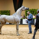 Neste ano, o maior evento da raça irá distribuir R$ 350 mil em prêmios entre os melhores colocados de oito modalidades diferentes. André Shiwa/Divulgação/ABCCA