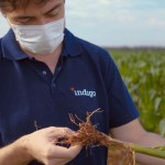 Microrganismos como o Bacillus simplex auxiliam as plantas a fazerem uso eficiente da água, resultando em mais rentabilidade e produtividade mesmo em condições adversas, como a falta de chuvas. Foto: divulgação