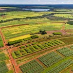 O consórcio cana-milho é uma visão inovadora e alia sustentabilidade à produção. Foto: Fabiano Bastos / divulgação