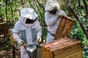 As abelhas africanizadas apresentam longa persistência na duração de tempo e na distância em que executam o seu ataque. Dessa forma, a pessoa deve sair ou ser retirada da região onde está ocorrendo o ataque o mais rapidamente possível. Foto: Codevasf / apicultores do São Francisco.