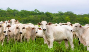 De acordo com o Imac, o prejuízo aos pecuaristas de MT pode chegar a R$ 500 milhões. Reprodução