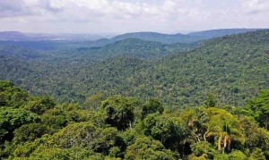 A cédula será lastreada no estoque de carbono de vegetação nativa, na absorção de crédito de carbono da produção agropecuária e em outros benefícios ecossistêmicos. Foto: TV Brasil / reprodução..