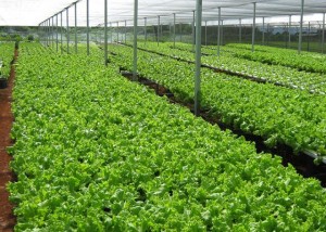 Na 14ª edição da Semana Global de Empreendedorismo (SGE), o evento (100% gratuito e on-line) contempla atividades baseadas em ações de estímulo ao empreendedorismo rural e ao fortalecimento do agronegócio brasileiro. Foto: Ítalo Guedes / Portal Embrapa