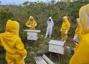 As abelhas têm uma importância fundamental para a agricultura pelo seu papel de polinizador. Divulgação / codevasf