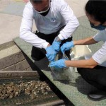 O projeto de remediação de solos contaminados com esterco de aves, utiliza a técnica de biorremediação já utilizada para degradar compostos de hidrocarbonetos de petróleo. Foto: divulgação.