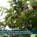 MMA lança Floresta+ Agro para incentivar produtores rurais na proteção de reservas e APPs