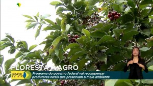 MMA lança Floresta+ Agro para incentivar produtores rurais na proteção de reservas e APPs