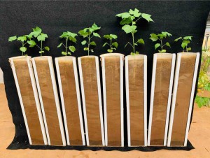 Promoção de crescimento de plantas por Bacillus. Cepas de Bacillus foram avaliados eficientes para o controle do complexo Fusarium-nematoides em algodoeiro. Foto: Marina Guimarães Pacífico / divulgação