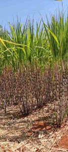 211214_CanasFlexCrispr_cana-de-açucar