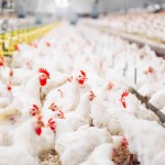 A solução mais correta do ponto de vista ético e científico é eliminar a dependência de antibióticos nas criações por meio do aumento dos níveis de bem-estar. Brasil pode chegar a ser impactado em relação às vendas da avicultura. Foto: Adobe Stock / CRVM/SP