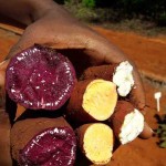 As novas cultivares destacam-se pelos tons de roxo e de laranja, indicativos do alto teor de compostos bioativos benéficos para a saúde como as antocianinas e o betacaroteno, respectivamente. Foto: Paula Rodrigues