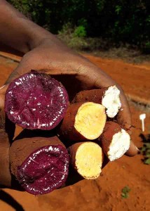 As novas cultivares destacam-se pelos tons de roxo e de laranja, indicativos do alto teor de compostos bioativos benéficos para a saúde como as antocianinas e o betacaroteno, respectivamente. Foto: Paula Rodrigues