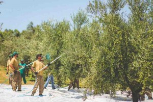 colheita-azeitona-safra-2021-de-oliveiras-traz-boas-expectativas-aos-produtores-1000px