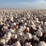 Quando não se manejam as plantas adequadamente com regulador de crescimento, elas vão apresentar um porte muito alto que vai interferir negativamente na qualidade das fibras. Foto: Fernando Mendes Lamas / divulgação.