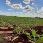 O método permite diagnosticar a qualidade do manejo e a fertilidade do solo para identificar fatores limitantes da produtividade, a estabilidade de produção e a lucratividade. Foto: Esmael Lopes dos Santos.