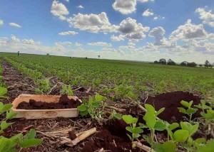 O método permite diagnosticar a qualidade do manejo e a fertilidade do solo para identificar fatores limitantes da produtividade, a estabilidade de produção e a lucratividade. Foto: Esmael Lopes dos Santos.
