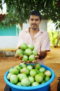 Valdemiro deverá colher nesta safra cerca de 5000kg do fruto. Toda a produção é comercializada no próprio sítio, ao preço de R$ 6,00/kg, e as mudas custam R$ 20,00. Foto: João Martins / Arq. Revista Integração.