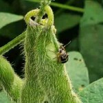 A Cerotoma arcuata é uma praga comum a todas as regiões do Brasil e causa prejuízos em diversas culturas, além da soja. Foto: divulgação.