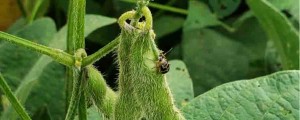 A Cerotoma arcuata é uma praga comum a todas as regiões do Brasil e causa prejuízos em diversas culturas, além da soja. Foto: divulgação.