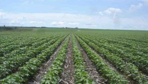Adubação verde, compostagem, biofertilizantes, adubação com bokashi, além do plantio direto e cultivo mínimo são alguns dos pontos abordados na publicação. Foto: Embrapa / reprodução
