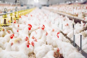Em galinhas poedeiras, por exemplo, a alcalose respiratória desencadeia um desequilíbrio eletrolítico e redução da ingestão de alimentos, o que pode afetar a produção de ovos. Fotos Adobe Stock - CRMV-SP.