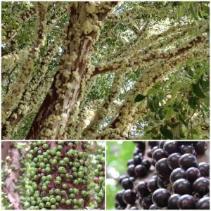 Aproveitamento Jabuticaba / Divulgação