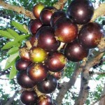 Estudo de aproveitamento integral da jabuticaba, incluindo polpa, casca e caroço, resultou em produtos de interesse para as indústrias de alimentos, fármacos e cosméticos. Foto: Marcos Luiz Leal Maia / divulgação.