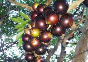 Estudo de aproveitamento integral da jabuticaba, incluindo polpa, casca e caroço, resultou em produtos de interesse para as indústrias de alimentos, fármacos e cosméticos. Foto: Marcos Luiz Leal Maia / divulgação.