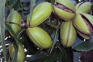 Uma das maiores produtoras e beneficiadoras de noz-pecã do Brasil, a Divinut, leva amostras da pecãnicultura para dentro da Expodireto Cotrijal 2022, que acontece de 7 a 11 de março em Não-Me-Toque (RS). Foto: AgroUrbano / divulgação.