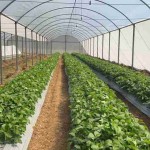 Técnica inovadora usa comunidade microbiana para aumentar rendimento de culturas como soja, batata e milho. Foto: Andre May / divulgação