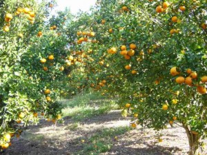 Startup especializada em negociações de fazendas, lançou uma enquete para entender o limite do desejo de novos investidores em potencial do mercado agro. Ilustração: Foto: https://flores.culturamix.com