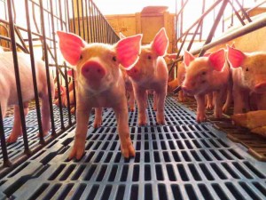 Para participar da seleção os interessados devem enviar um e-mail, com o seu currículo e o comprovante de proficiência em inglês para: ipvs2022@ipvs2022.com. Foto: OP Rural / reprodução