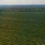 Estudo inédito estimará os estoques de carbono em mais de 600.000 hectares de pomares de citros e vegetação nativa dentro de fazendas brasileiras. Foto: Felipe Rosa