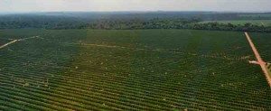 Estudo inédito estimará os estoques de carbono em mais de 600.000 hectares de pomares de citros e vegetação nativa dentro de fazendas brasileiras. Foto: Felipe Rosa