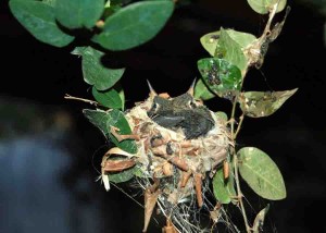 A biodiversidade é um indicador de qualidade ambiental, ser indicador para a produção agrícola. As aves, por exemplo, controlam as populações de insetos. - Foto José Roberto Miranda