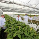 Já estamos produzindo cacau no Oeste da Bahia, precisamos fortalecer a cadeia produtiva, englobando desde as mudas, até o fruto colhido no cerrado”, finalizou o presidente da Biobrasil, Moisés Schimidt.  Foto: Aiba
