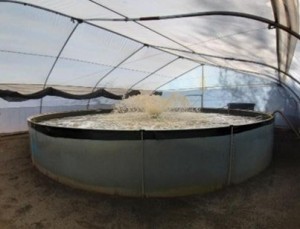 piscicultura ilapia