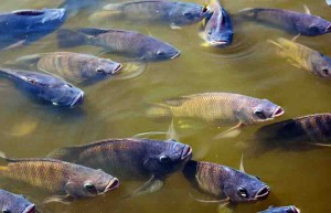 Comparando-se essa exportação específica da tilápia com a verificada no mesmo período do ano passado, constata-se um crescimento de 166%. Foto: Peixe BR /divulgação.