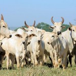 “O mercado brasileiro está aquecido porque os produtores querem acelerar o melhoramento genético de seus rebanhos”. Foto: relacionada / reprodução CRV