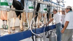 Com mais de 34 bilhões de litros por ano, a cadeia leiteira do Brasil emprega atualmente, tanto no campo quanto na cidade, cerca de 4 milhões de pessoas. No mundo, estima-se que 600 milhões de pessoas vivam da produção de produtos lácteos no mundo. Foto: Divulgação