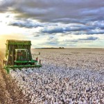 A produção estimada deve variar entre 280 e 300 arrobas de algodão por hectare e produção de 530 mil toneladas de pluma (algodão beneficiado). Foto: Abapa divulgação