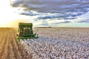 A produção estimada deve variar entre 280 e 300 arrobas de algodão por hectare e produção de 530 mil toneladas de pluma (algodão beneficiado). Foto: Abapa divulgação