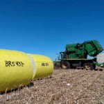 A BRS 437 B2RF é uma cultivar transgênica com resistência múltipla a doenças, com destaque para a mancha de ramulária, considerada a principal doença do algodoeiro no País. (Divulgação)