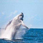 A observação das baleias só pode ser feita de barco, cujos passeios são oferecidos pelas agências de turismo local. A embarcação tem ponto de partida em Prado, Cumuruxatiba e Corumbau. Foto: divulgação