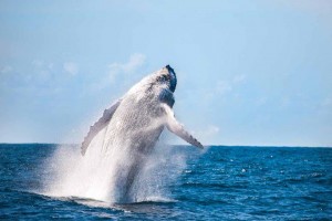 A observação das baleias só pode ser feita de barco, cujos passeios são oferecidos pelas agências de turismo local. A embarcação tem ponto de partida em Prado, Cumuruxatiba e Corumbau. Foto: divulgação