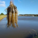 Pesquisa permite a criação do camarão branco, natural da água salgada, longe do litoral. Foto: ABCC