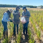 Algumas centenas de lagartas foram coletadas e as sobreviventes, após passarem por uma triagem, serão mantidas no laboratório Sete Lagoas/MG. Foto: Abapa / divulgação.