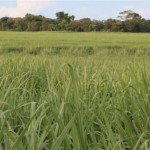 Desde o início do programa, mais de 250 mil hectares de áreas ciliares foram recuperados, com mais de 50 milhões de mudas de vegetação nativa plantadas. Foto: Socicana / relacionada
